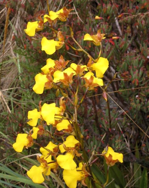 Foto de Cusco, Perú