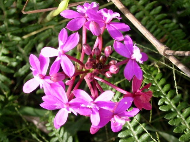 Foto de Cusco, Perú