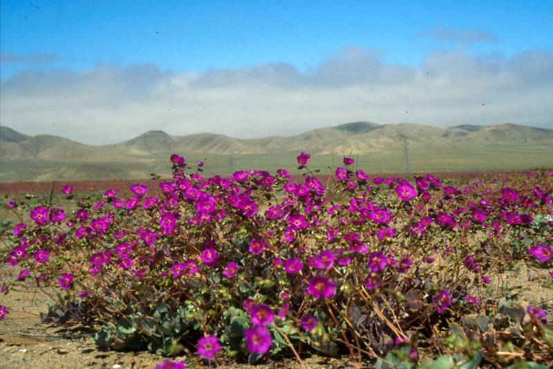 Foto de San Pedro de Atacama, Chile