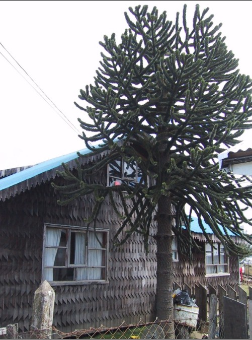 Foto de Chiloé, Chile