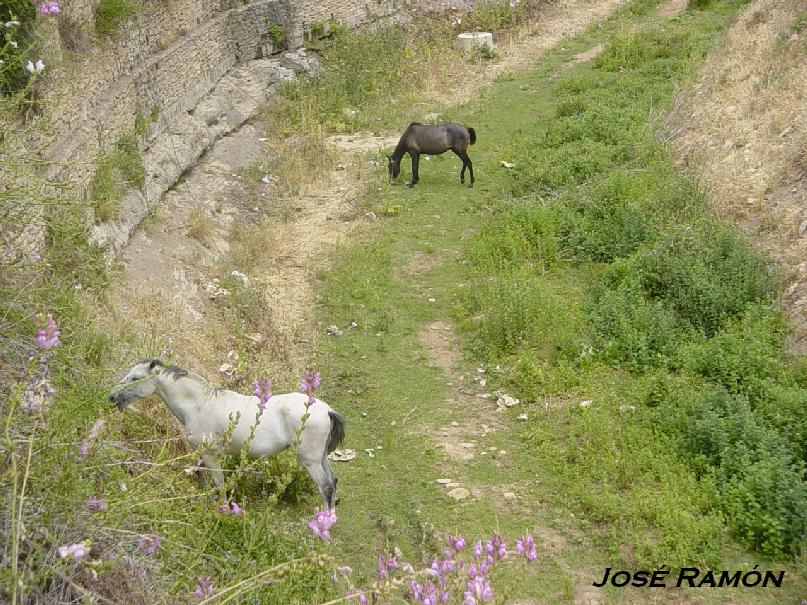 Foto de Setenil de las Bodegas (Cádiz), España
