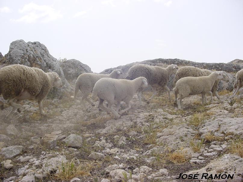 Foto de Olvera (Cádiz), España