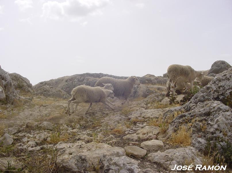 Foto de Olvera (Cádiz), España