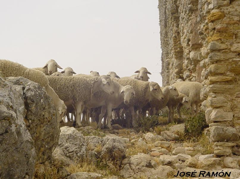Foto de Olvera (Cádiz), España