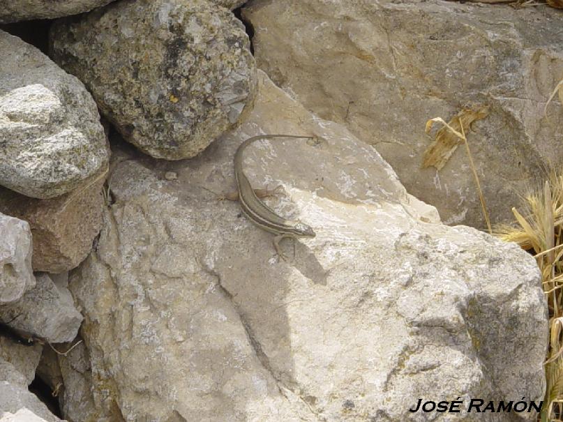 Foto de Olvera (Cádiz), España