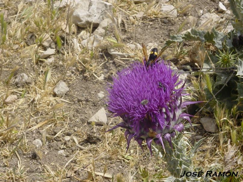 Foto de Olvera (Cádiz), España