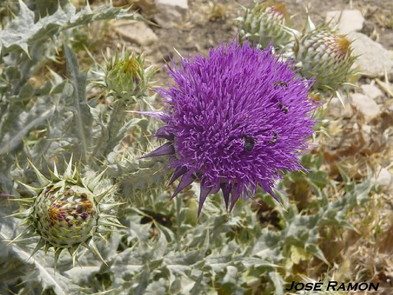 Foto de Olvera (Cádiz), España