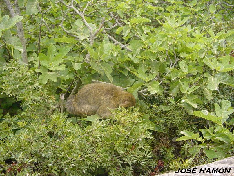 Foto de Gibraltar, Gibraltar