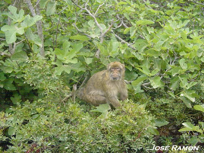 Foto de Gibraltar, Gibraltar