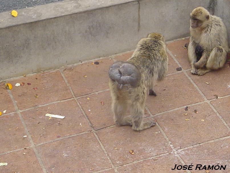 Foto de Gibraltar, Gibraltar
