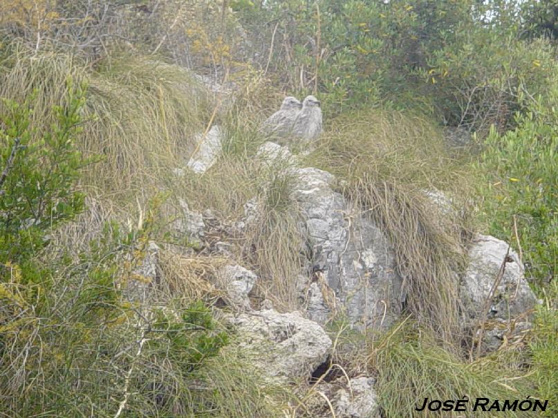 Foto de Gibraltar, Gibraltar