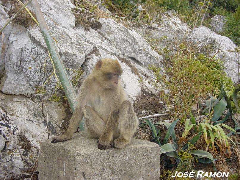 Foto de Gibraltar, Gibraltar