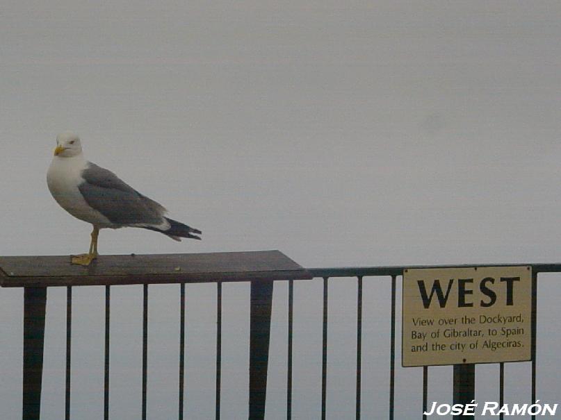Foto de Gibraltar, Gibraltar