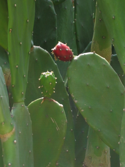 Foto de Yucatán, México