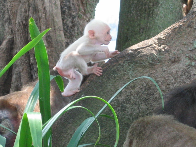 Foto de Veracruz, México