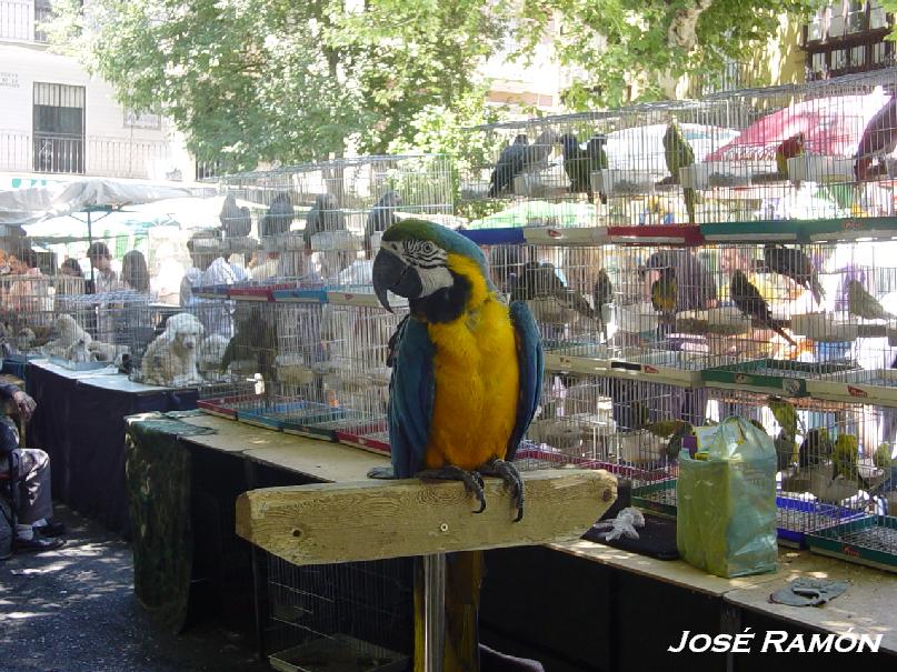 Foto de Sevilla (Andalucía), España