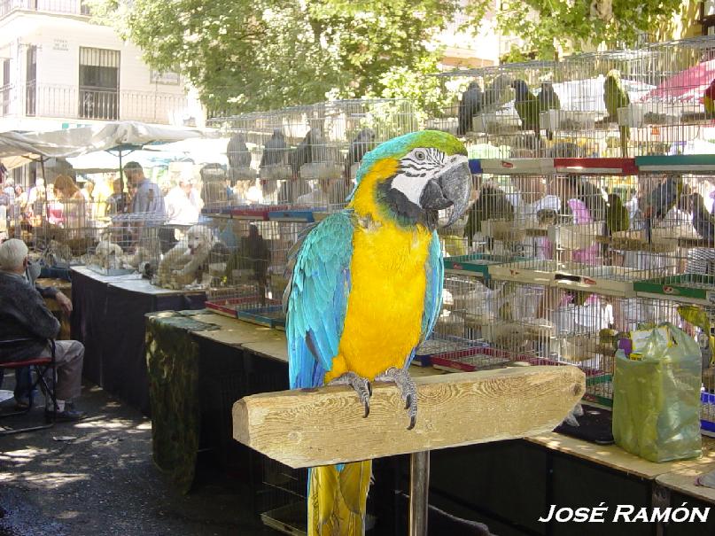 Foto de Sevilla (Andalucía), España