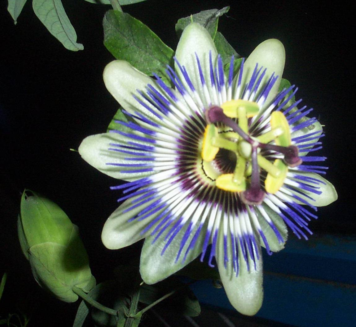 Foto de De Pinte, Bélgica