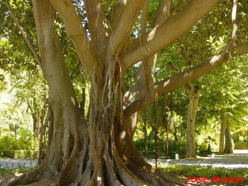 Foto de Sevilla (Andalucía), España