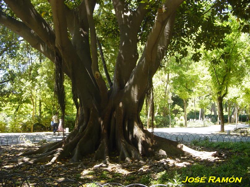 Foto de Sevilla (Andalucía), España