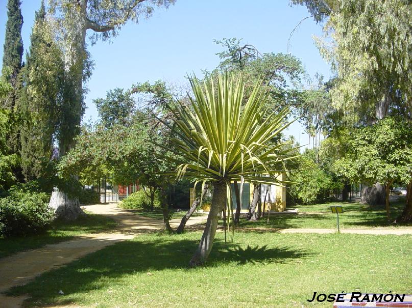 Foto de Sevilla (Andalucía), España