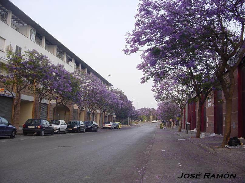Foto de Jerez  de la Frontera (Cádiz), España
