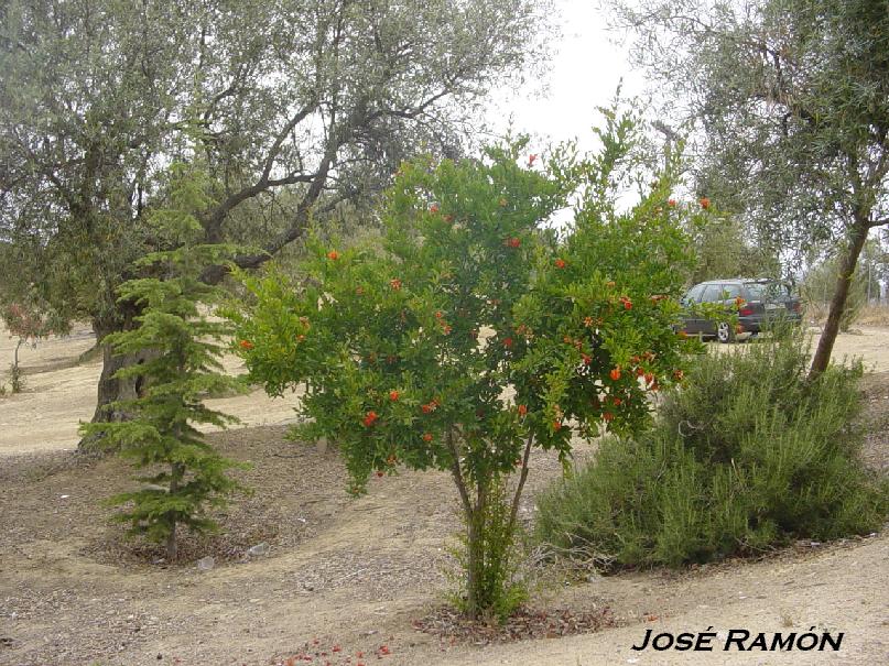 Foto de Olvera (Cádiz), España