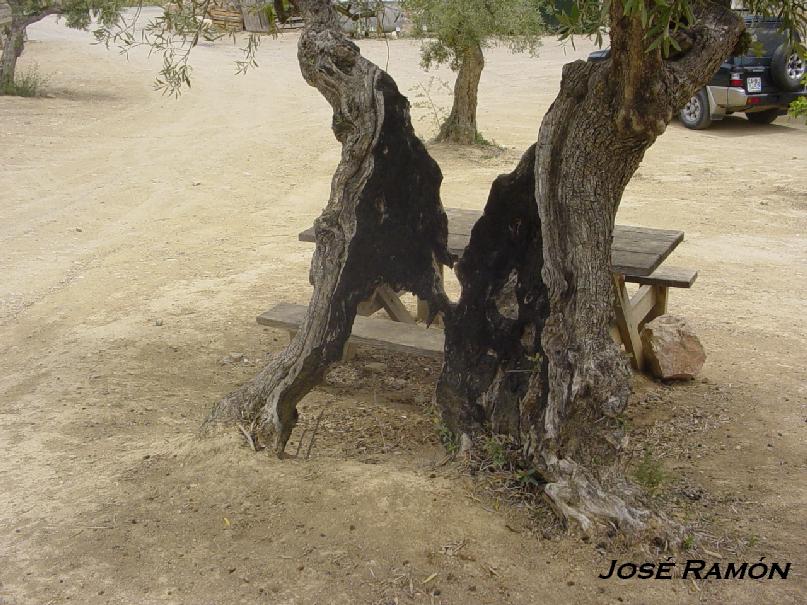 Foto de Olvera (Cádiz), España