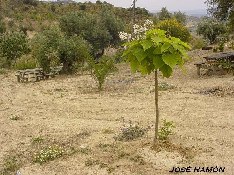 Foto de Olvera (Cádiz), España