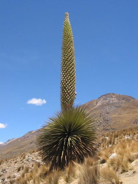 Foto de Cordillera blanca, Perú
