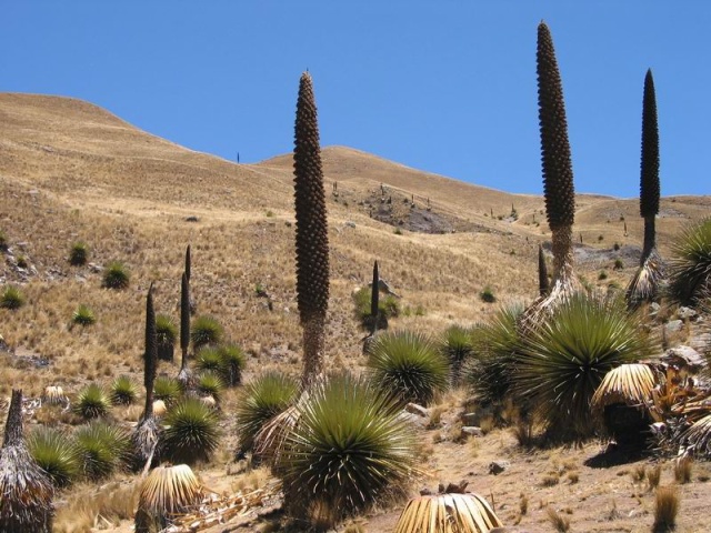 Foto de Cordillera blanca, Perú