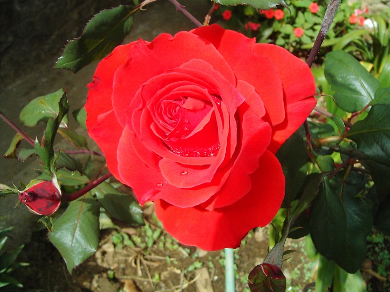 Foto de Bocono Edo. Trujillo, Venezuela