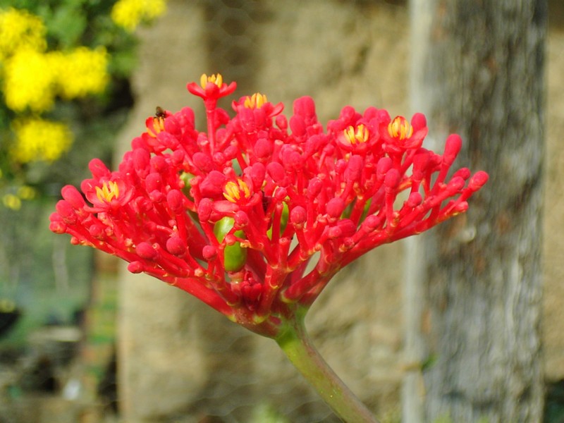 Foto de Bocono Edo. Trujillo, Venezuela