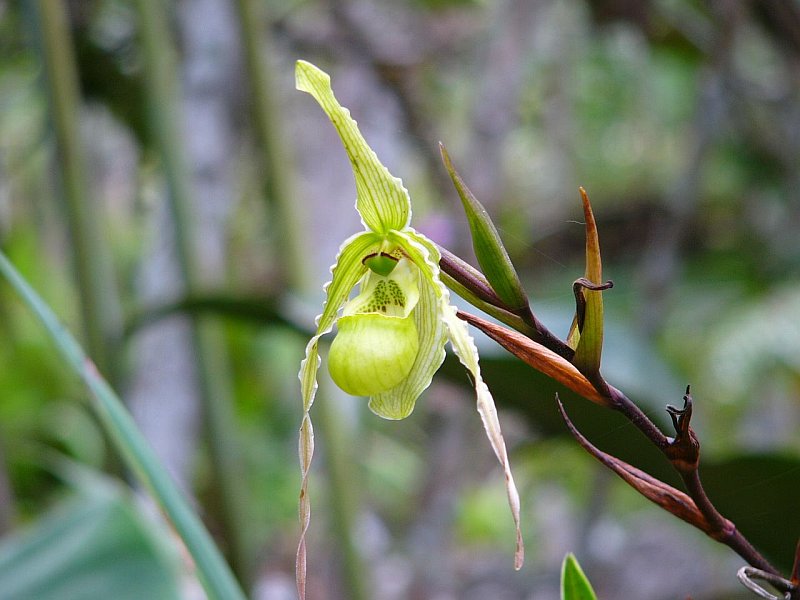 Foto de Moyobamba, Perú