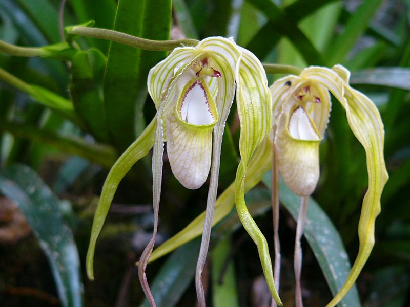 Foto de Moyobamba, Perú