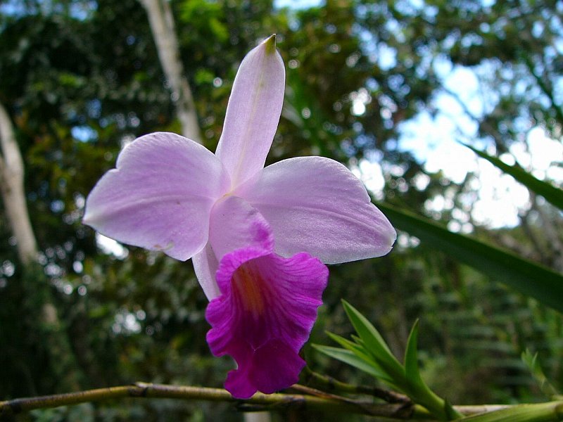 Foto de Moyobamba, Perú