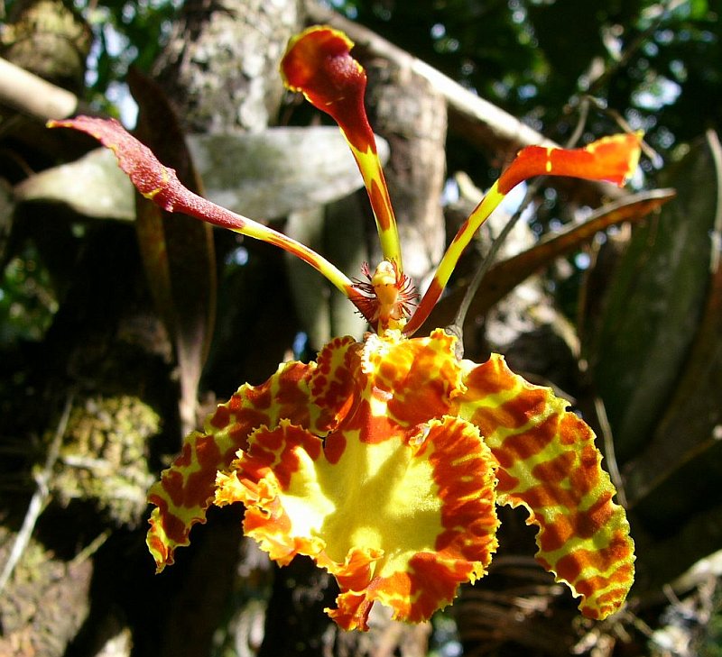 Foto de Moyobamba, Perú