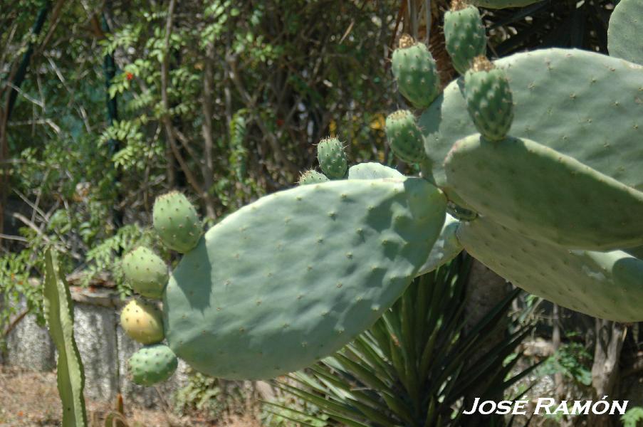 Foto de Rota (Cádiz), España