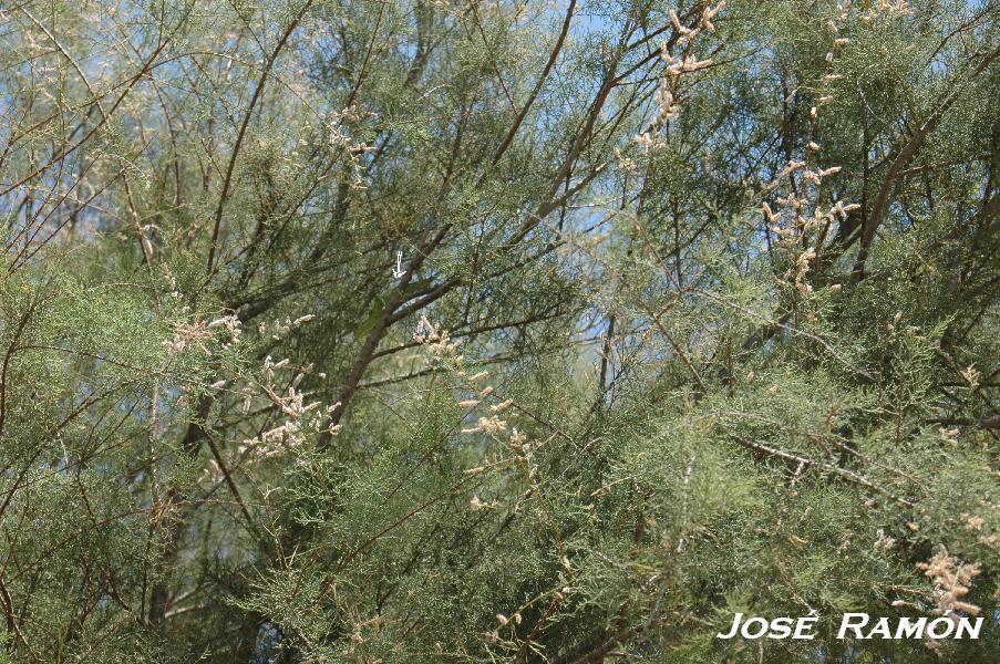 Foto de Rota (Cádiz), España