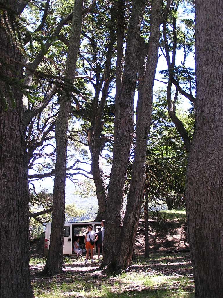 Foto de Lago Paimún, Argentina