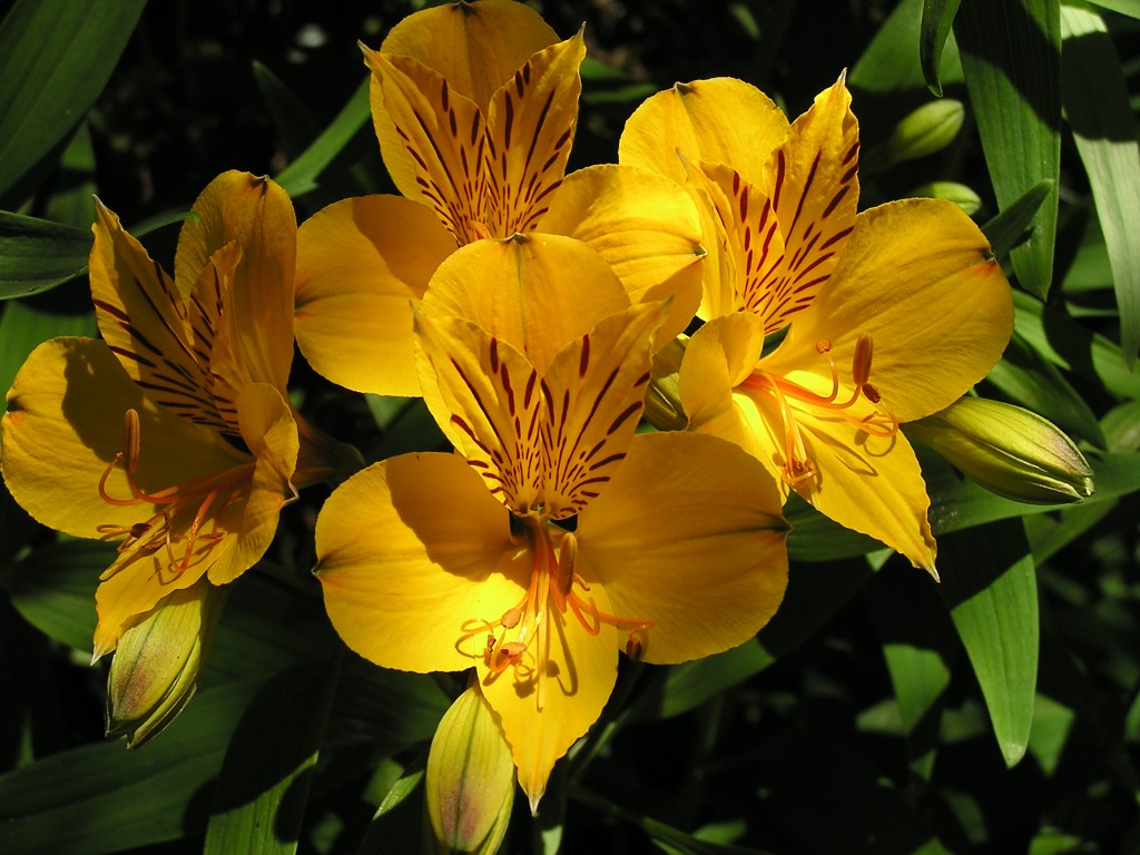 Foto de Parque Nacional Lanín, Argentina