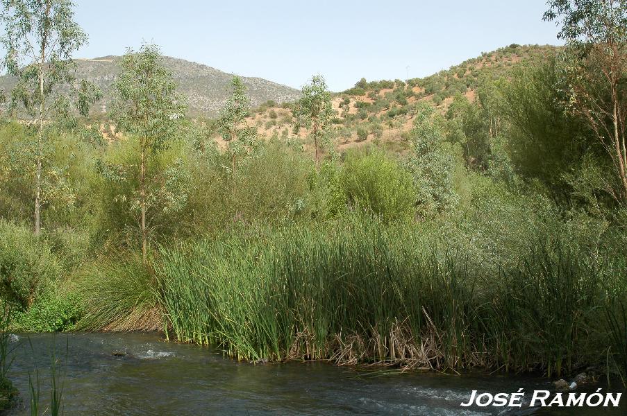 Foto de Algodonales (Cádiz), España