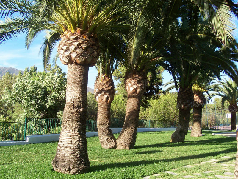 Foto de Marbella (Málaga), España