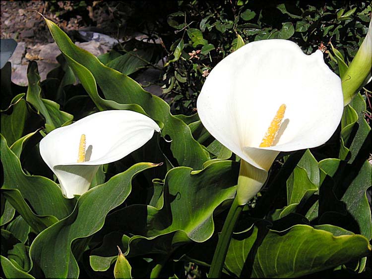 Foto de Chiquián, Perú
