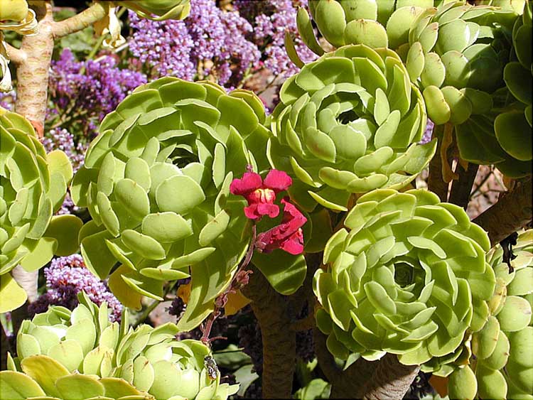 Foto de Chiquián, Perú