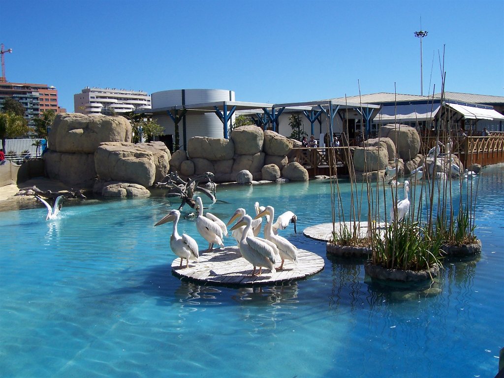 Foto: Humedales  L'Oceanogràfic de Valencia - Valencia (València), España