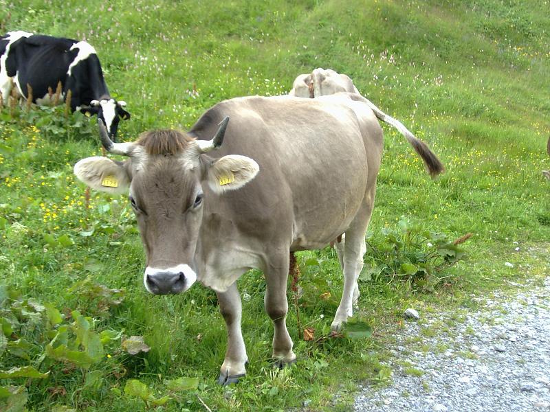 Foto de Kleine Scheidegg, Suiza