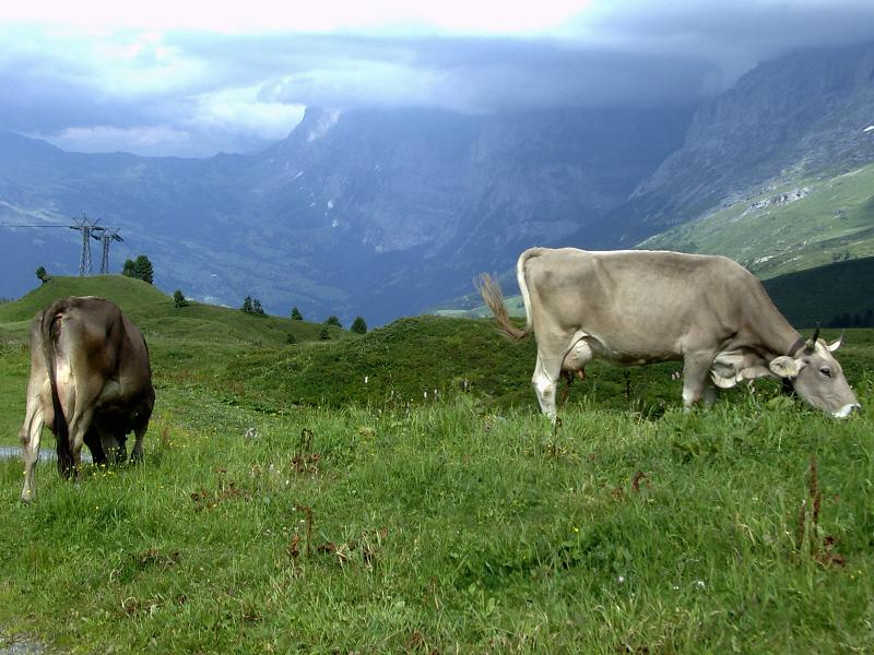 Foto de Kleine Scheidegg, Suiza