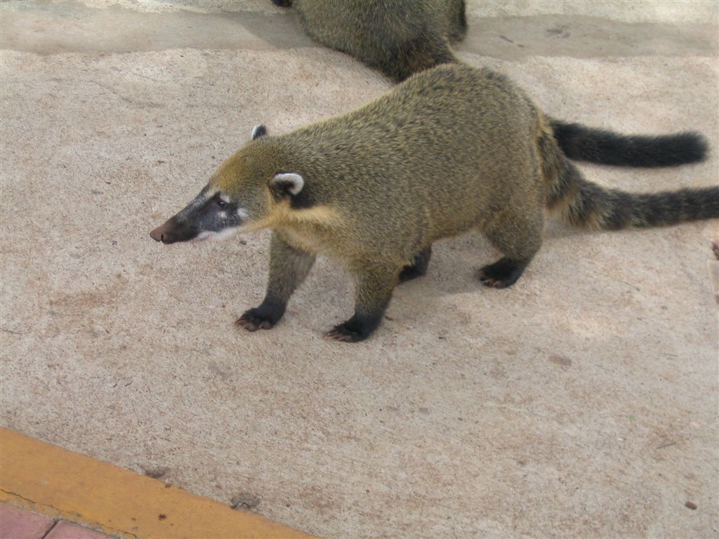 Foto de Cataratas del Iguazu, Brasil