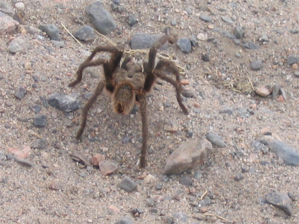 Foto de Tucuman - Amaicha del Valle, Argentina